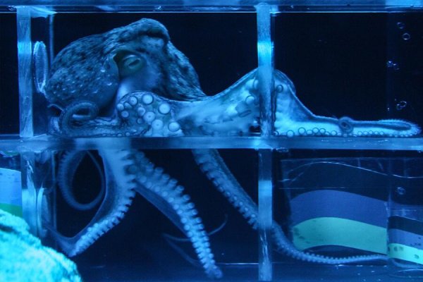 Как зайти на маркетплейс кракен